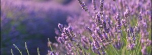 ¿Como hacer tu propio Jabon de Lavanda casero? GUIA PASO A PASO.